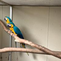 Ararauna ed altri pappagalli