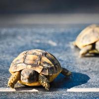 Tartarughe di terra h.h