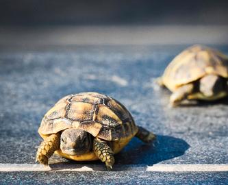 Tartarughe di terra h.h