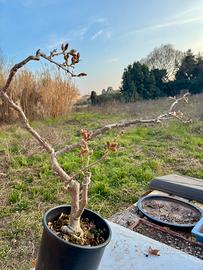 Pre /bonsai