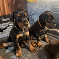Cuccioli dobermann con pedigree