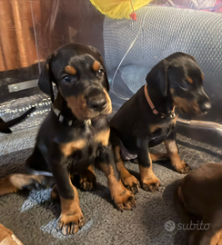 Cuccioli dobermann con pedigree