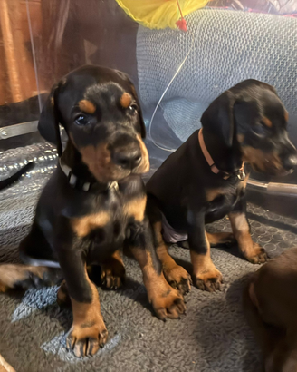 Cuccioli dobermann con pedigree enci
