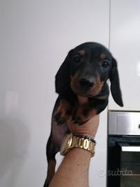 Bassotto nano