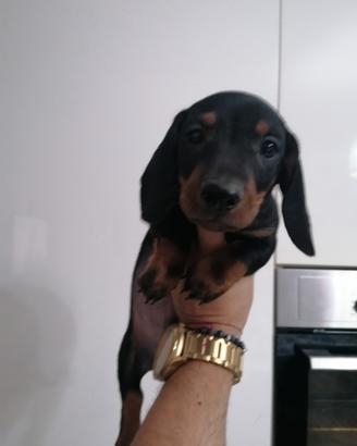 Bassotto nano