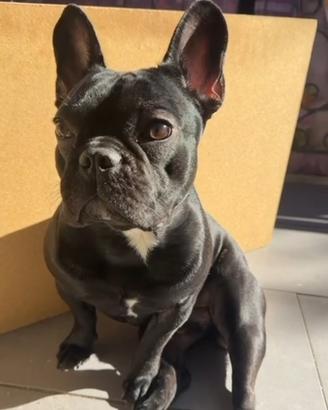 Bulldog per monta