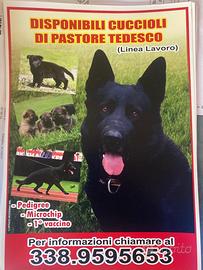 Cucciolona di Pastore Tedesco grigia