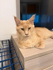 Maine coon