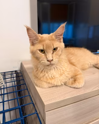 Maine coon