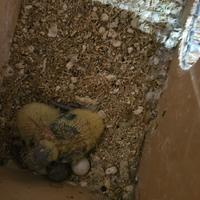 Inseparabili da imbecco