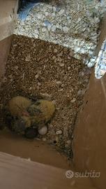 Inseparabili da imbecco