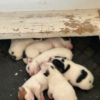 Cuccioli jack russel