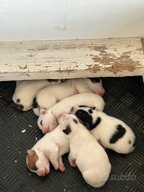 Cuccioli jack russel