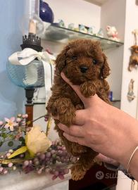 Barboncini mini toni e toy