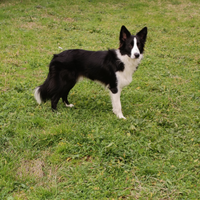 Maschio per accoppiamento