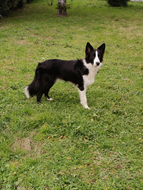 Maschio per accoppiamento