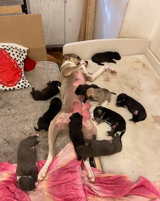 Cuccioli pitbull