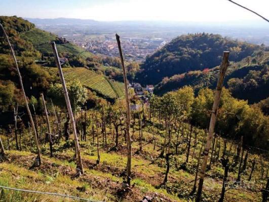 Vendita all'asta - vigneto con annesso rustico in