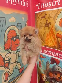 Volpino di Pomerania Toy femminuccia