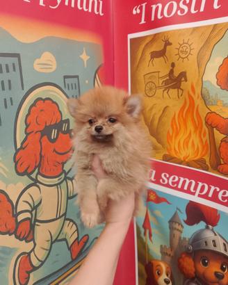 Volpino di Pomerania Toy femminuccia