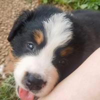 Cuccioli di bovaro del bernese