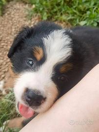 Cuccioli di bovaro del bernese