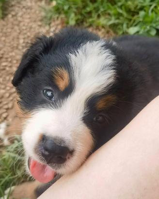 Cuccioli di bovaro del bernese