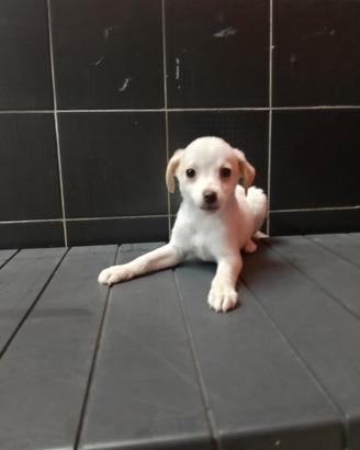 Cucciolo chihuahua Mix Maschietto