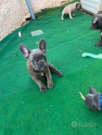 Cuccioli di bulldog francese e chihuahua