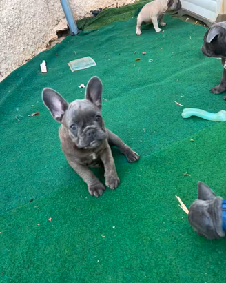 Cuccioli di bulldog francese e chihuahua