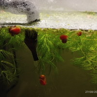 Lumache a 50 centesimi