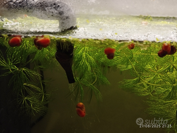 Lumache a 50 centesimi