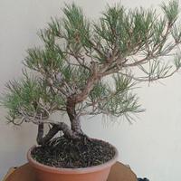 Bonsai Silvestre e Austriaca 