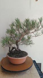 Bonsai Silvestre e Austriaca 