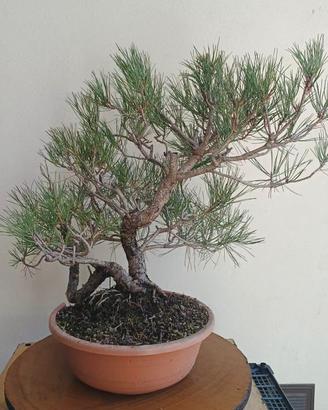 Bonsai Silvestre e Austriaca 