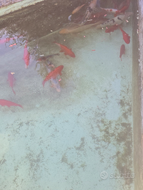 Karpe koi e pesci rossi