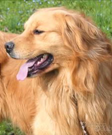 GOLDEN retriever americano accoppiamento
