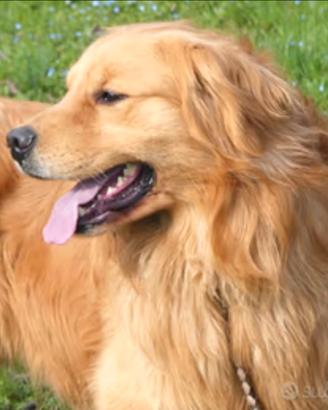 GOLDEN retriever americano accoppiamento