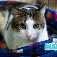 MARK gatto di 6 anni