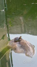 Tartarughe acquatiche