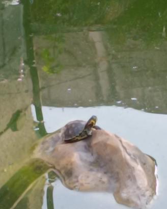 Tartarughe acquatiche
