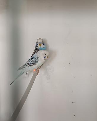 per esubero 