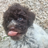 Lagotto da tartufo