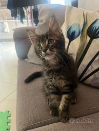 Maine Coon 
