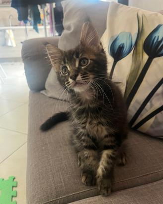 Maine Coon 