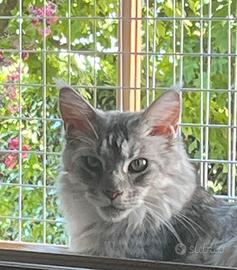 Maine Coon