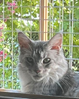 Maine Coon