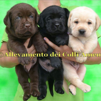 Cuccioli di Labrador Retriever