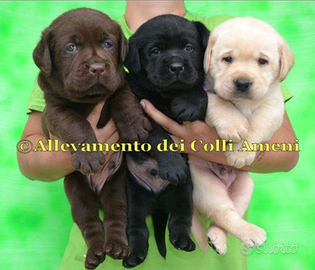 Cuccioli di Labrador Retriever