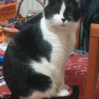 Micione Jo Coccoloso